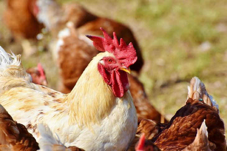 Brasil: Emergencia zoosanitaria tras detectar cinco casos de gripe aviar