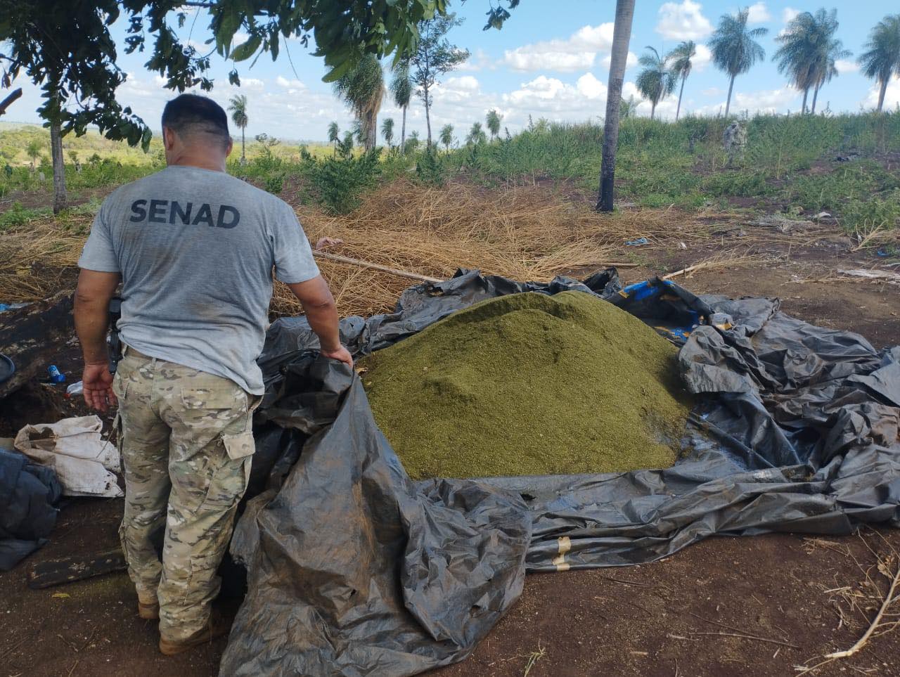 SENAD y la Policía Federal del Brasil eliminaron 441 toneladas de marihuana en 5 días 